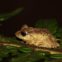 Pseudophilautus hankeni Meegaskumbura, M. & Manamendra-Arachchi, K., 2011